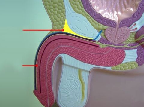 jinsiy olatni ligamentlari
